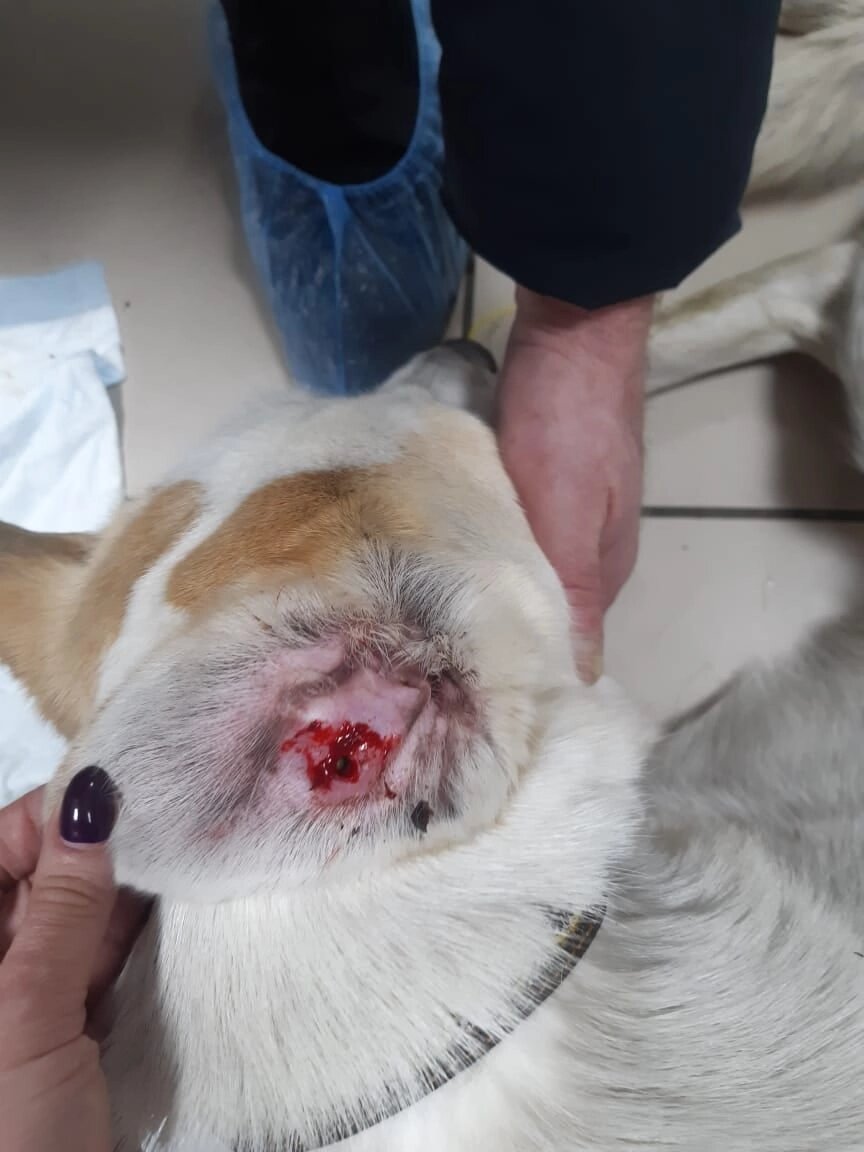 Когда с Бруклина сняли бирку, там была свежая рана.. 