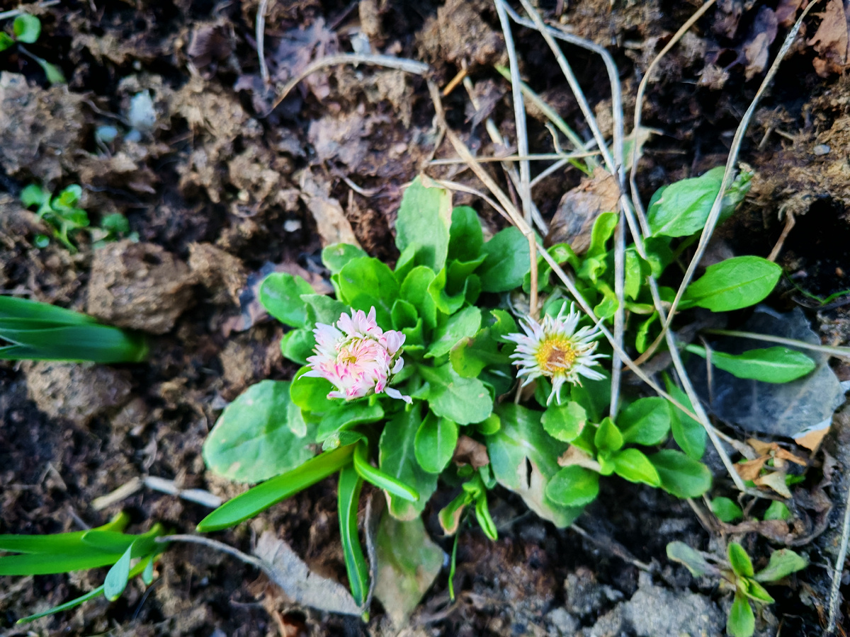 Ещё один привет от весны - маргаритка. Жаль, что к концу недели обещают похолодание и снег... Вся эта красота погибнет... 