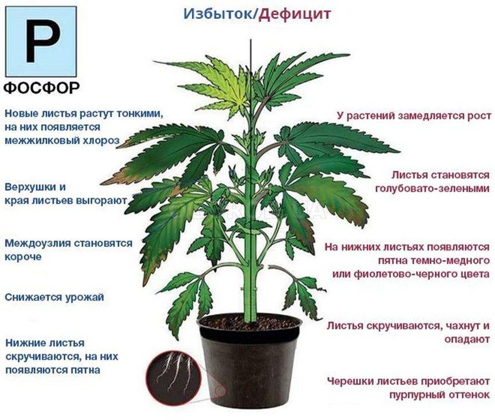 Роль калия в физиологических процессах