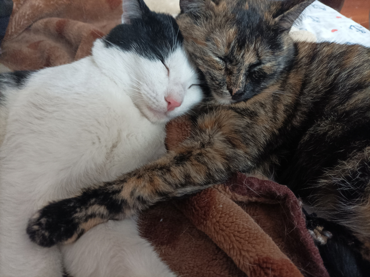 Шапа с сеструхой Мотей