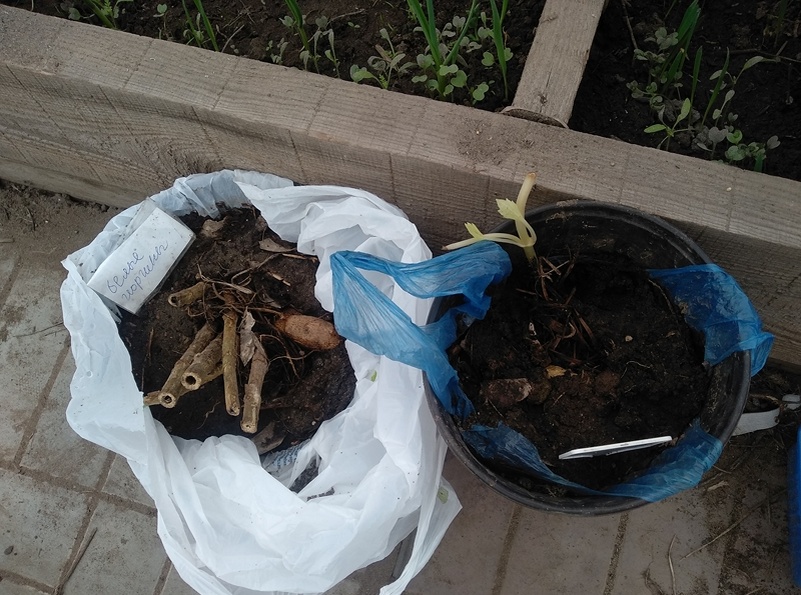 Клубни георгин, поставленные в теплицу