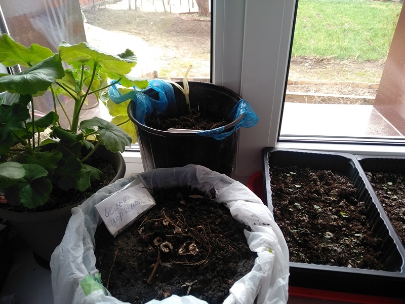 Георгины в горшках в комнате дома