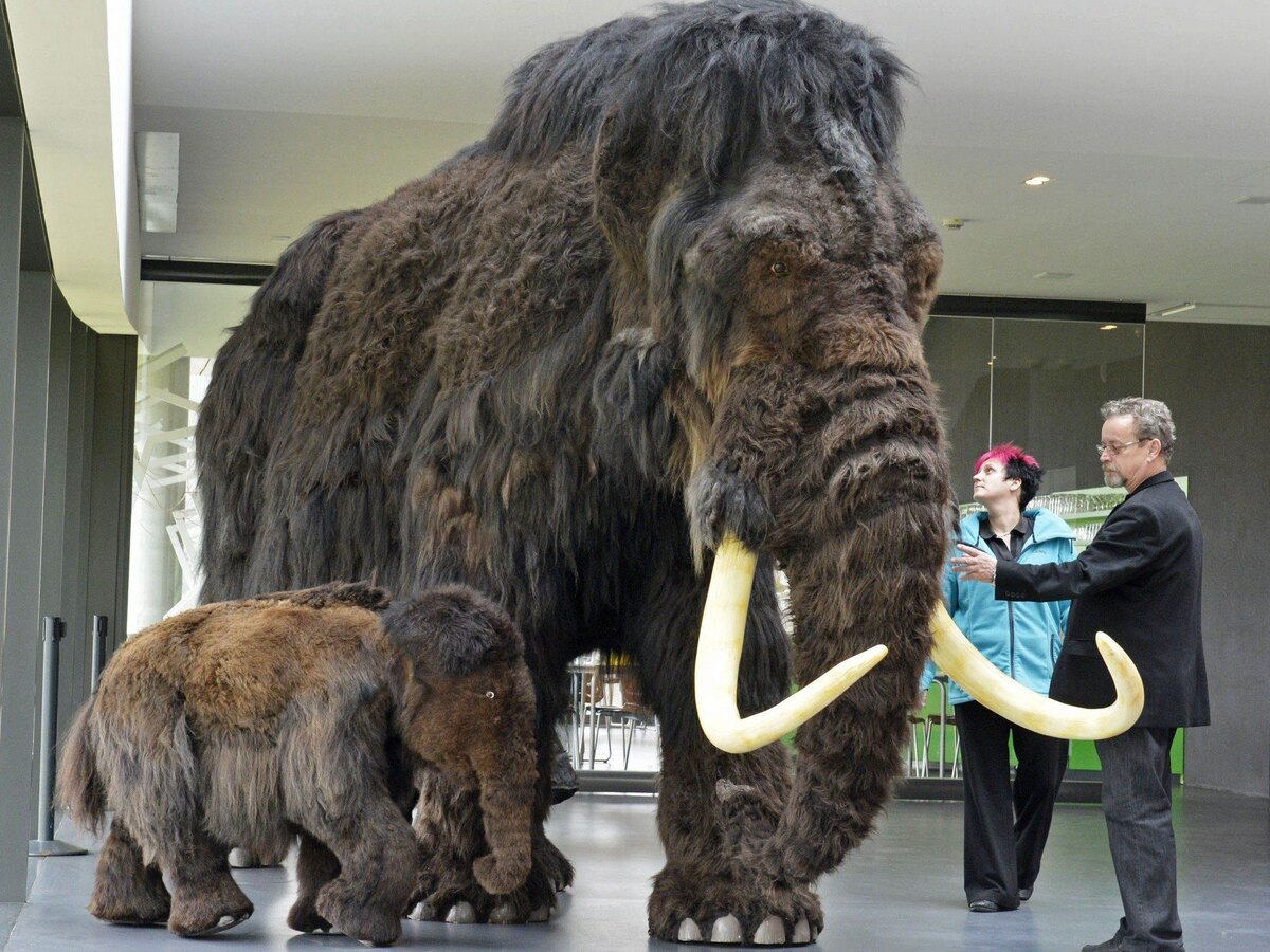 Английскиеученые приручают мамонтов