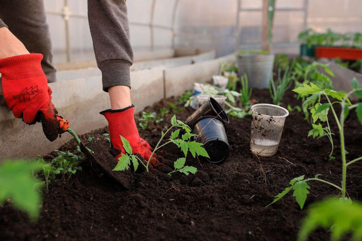    Фото: Katya_Ershova / Pixabay.com