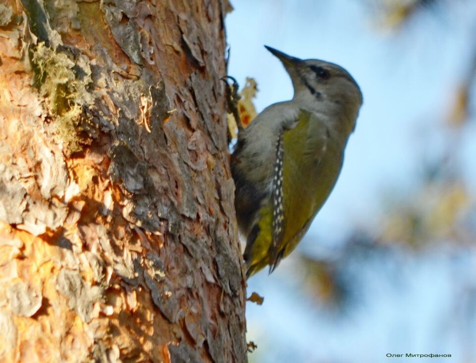    Птицы в Алтайском заповеднике в марте 2025 года. Источник: Олег Митрофанов / altzapoved.ru