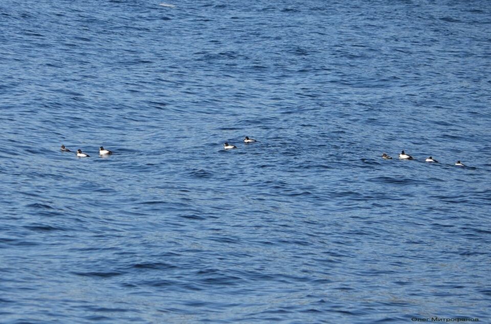    Птицы в Алтайском заповеднике в марте 2025 года. Источник: Олег Митрофанов / altzapoved.ru