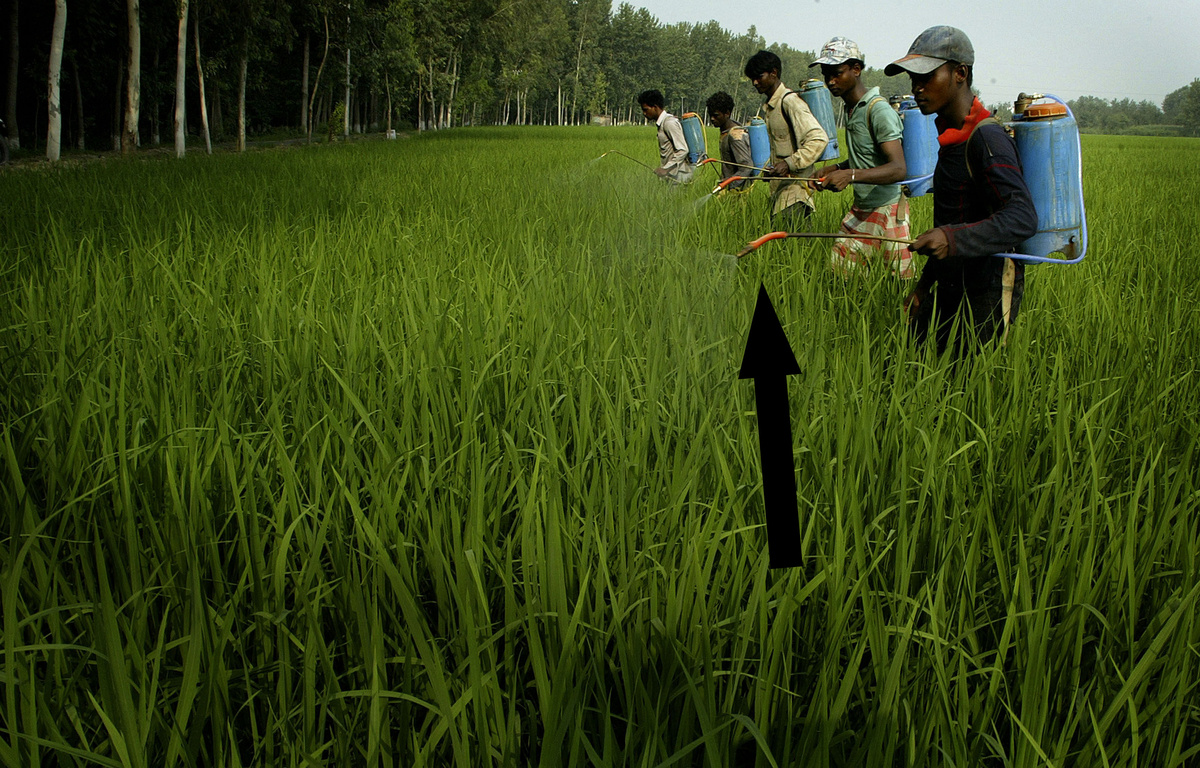    Как Норман Борлоуг спас миллиарды от голода