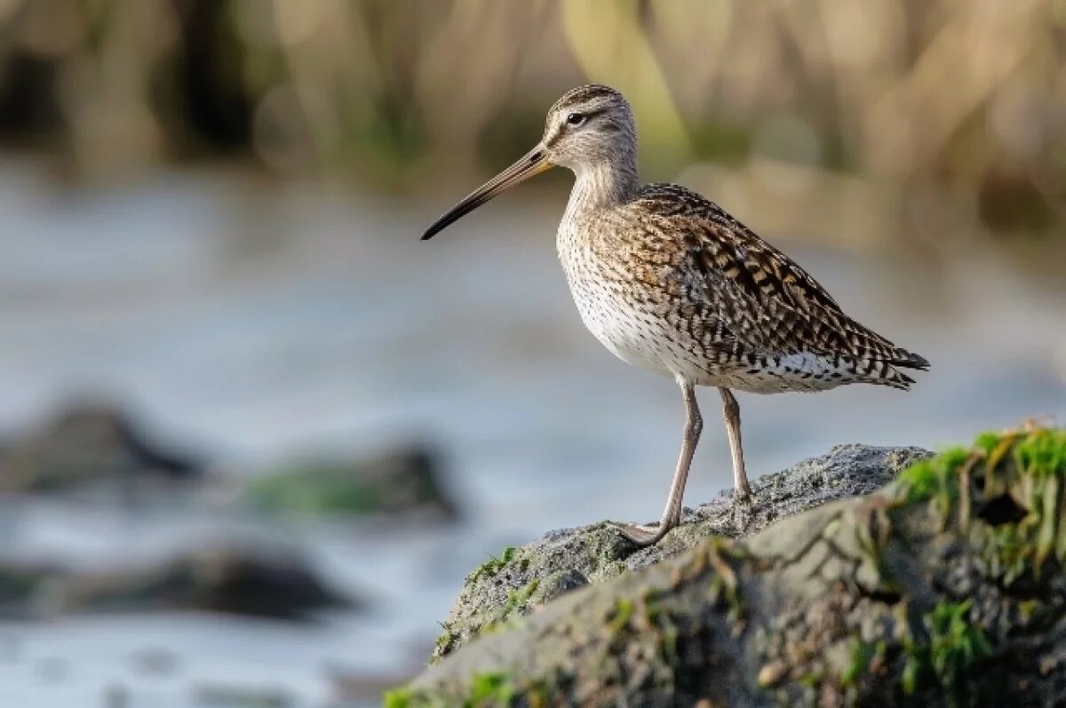    Охота на медведей, уток и вальдшнепов открывается в разных районах ЕАО