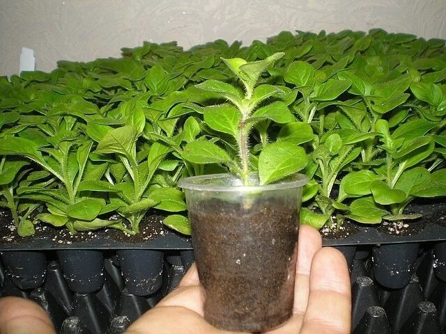 Получив хорошую рассаду петунии, постарайтесь не испортить растения неграмотной пересадкой