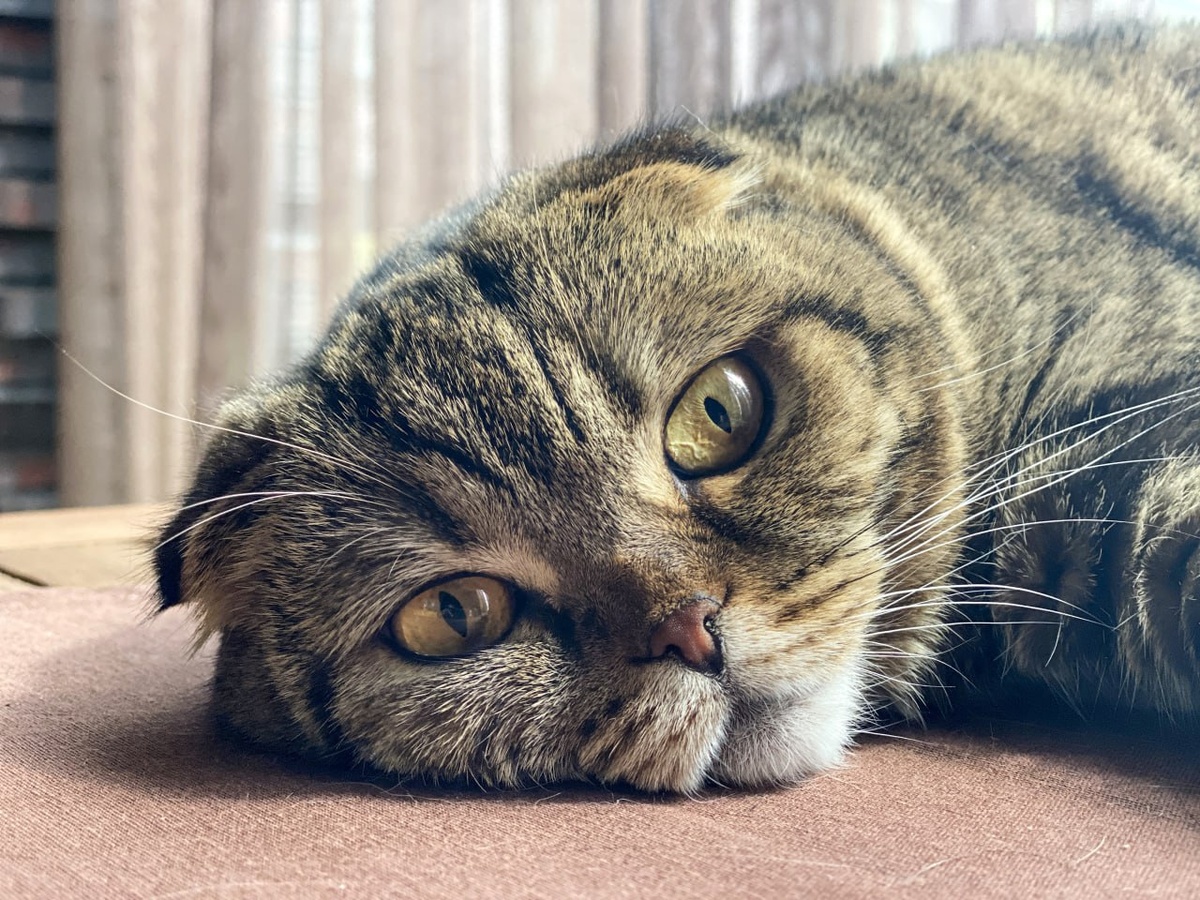    © Константин Долгановский