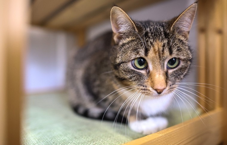    Алексей Белкин/NEWS.ru