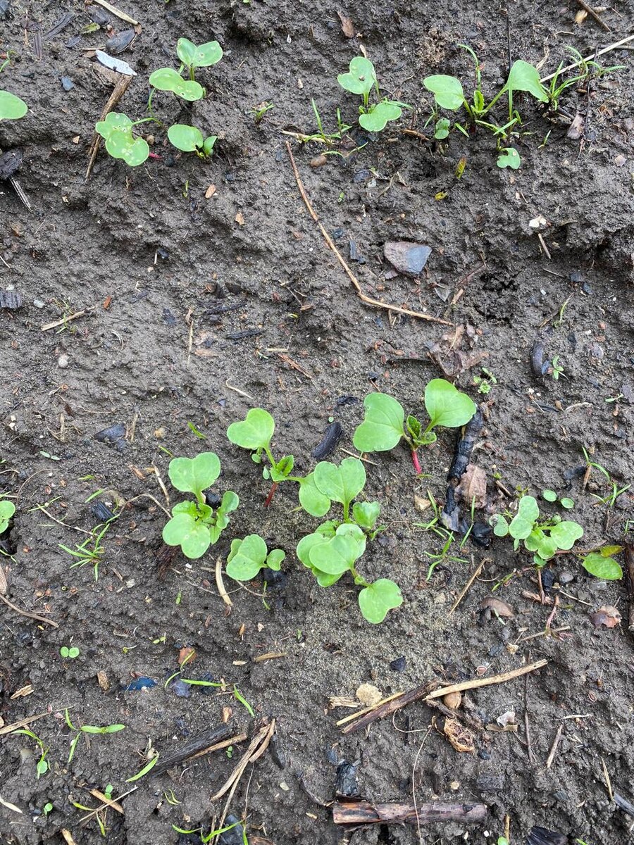 Всходы редиски и укропа