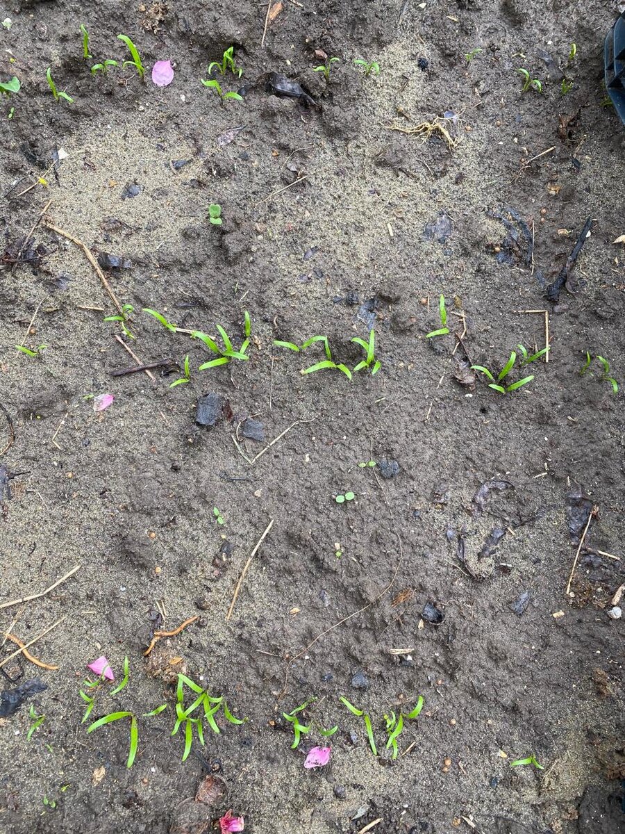 Всходы шпината