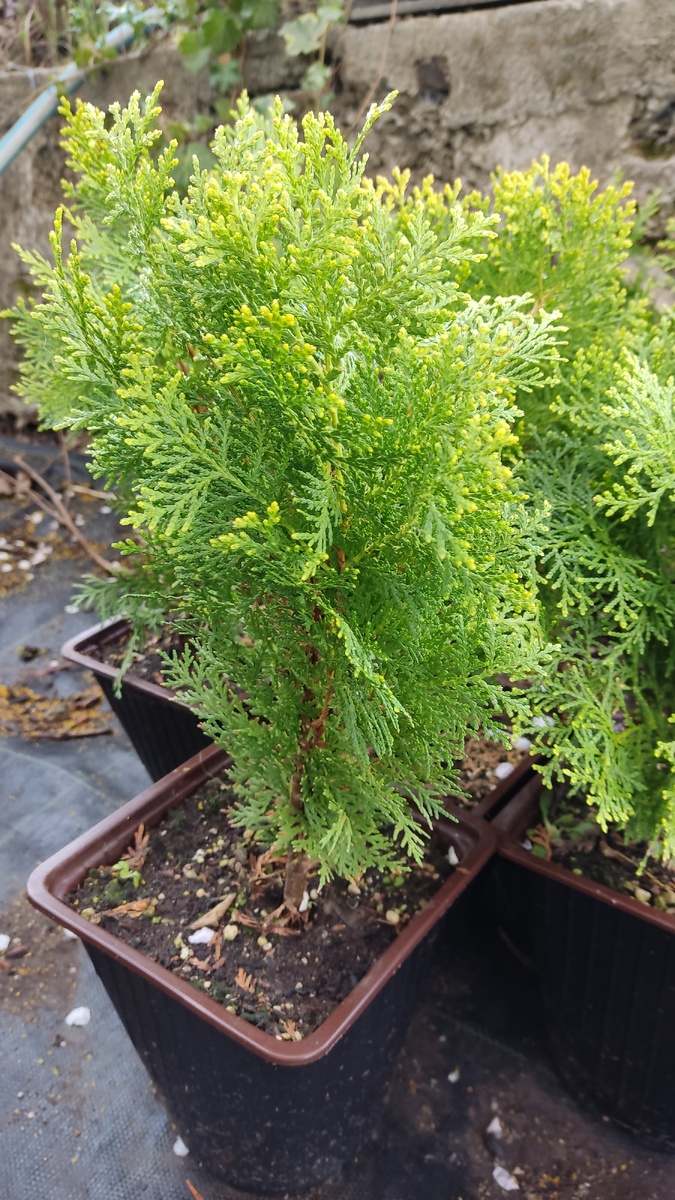 Туя восточная Ауреа, трехлетний саженец