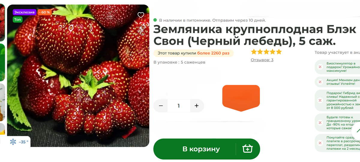 Фото из магазина питомника: Земляника Черный Лебедь