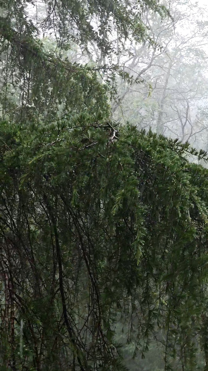 "Аромат дождя" фото: Tatiana Bogorodskaia