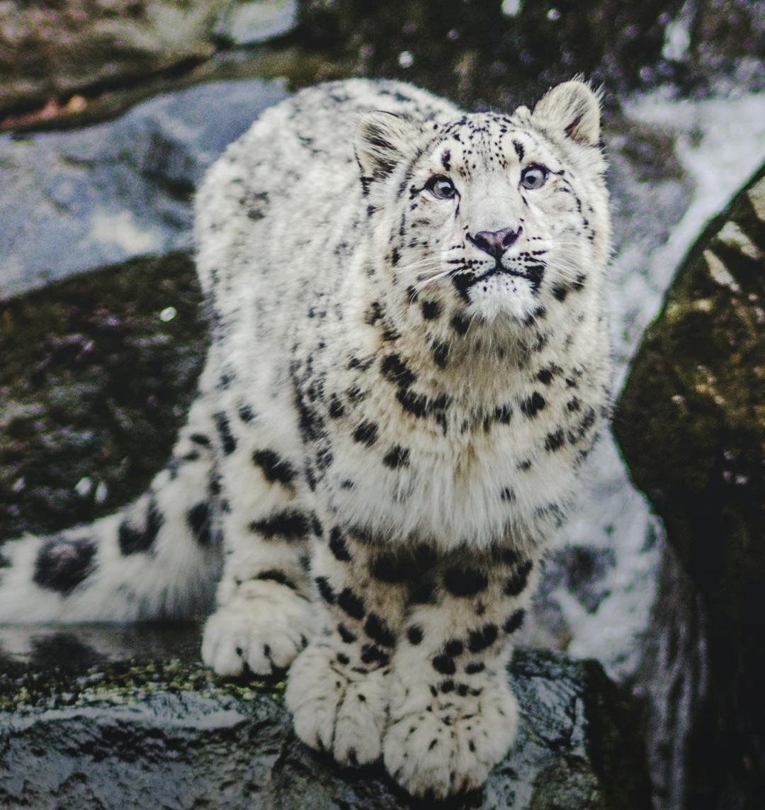 Олег подарил Юрию пардуса (белого леопарда). 