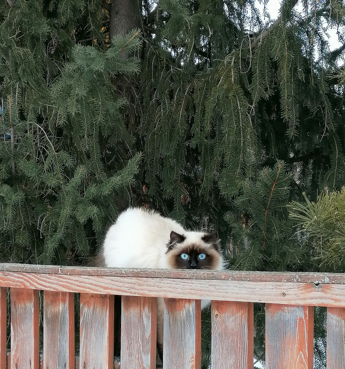 Любитель рыбов.