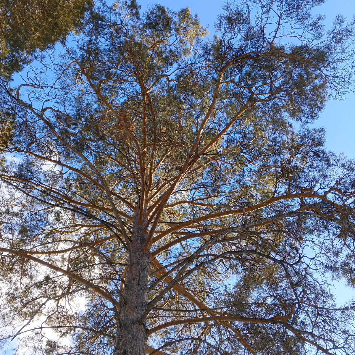 Картинка для превью