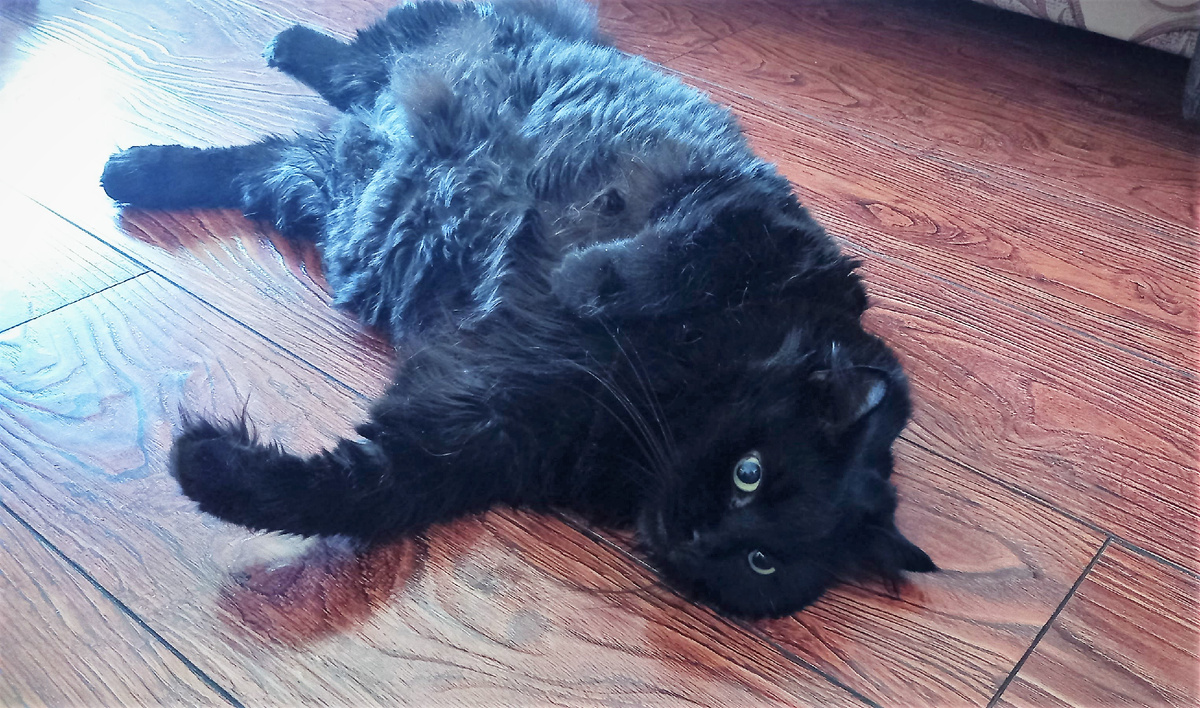 Благодарю за фото Кеши НАТАЛЬЮ)