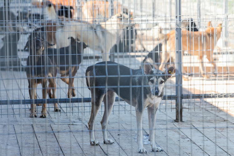    Рекомендации включали в себя запрет на возвращение бездомных животных в места их обитания. Напомним, по нынешним правилам, действует система «отлов – стерилизация – выпуск».   
Фото: «БИЗНЕС Online»