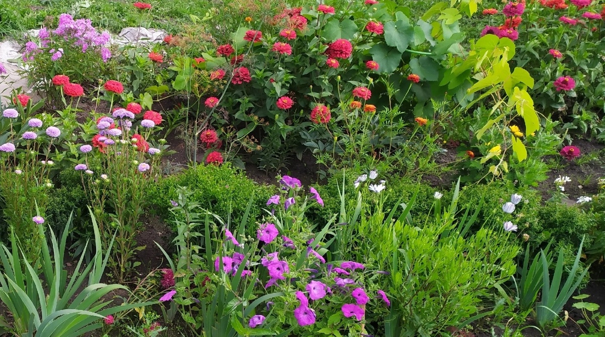 Мой первый цветничок в новом саду