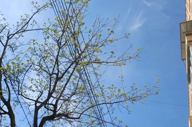    Какая погода будет в Воронеже и области в апреле 2025 года?