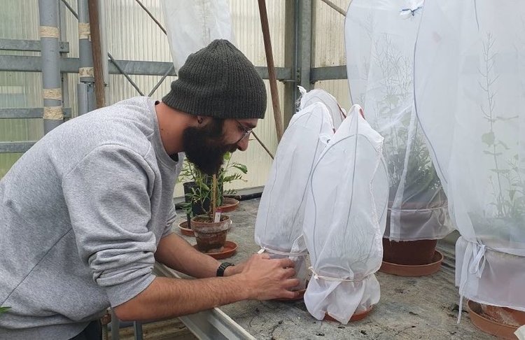    Долгоносики вместо пестицидов будут бороться со злостным сорняком чесночницей в Канаде