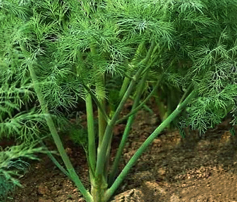 кустовой укроп на срезку