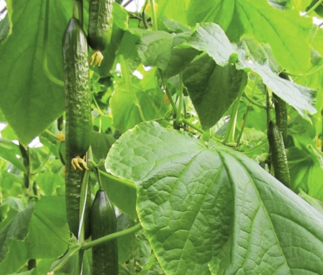 ШЕСТЬ СОВЕТОВ, ЧТОБЫ ЛИСТЬЯ ОГУРЦОВ ОСТАВАЛИСЬ ЗДОРОВЫМИ