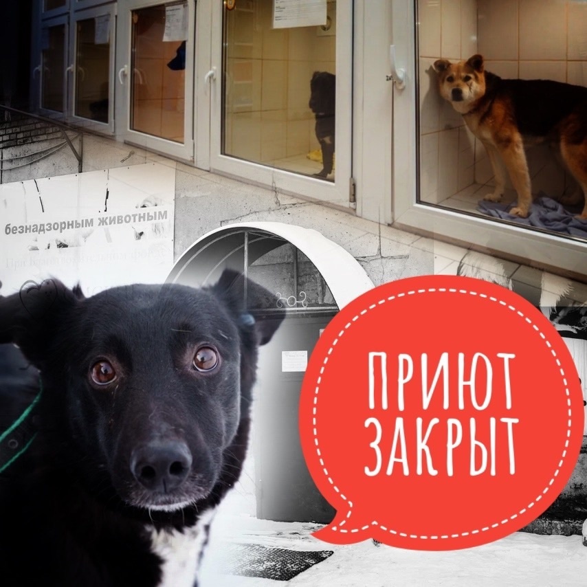 Помогите! Животные содержатся у нас до конца, каким бы он не был!