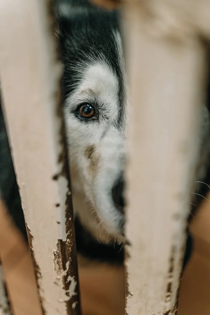 Держать животных голодными и без лечения, это НЕ ВЫХОД!