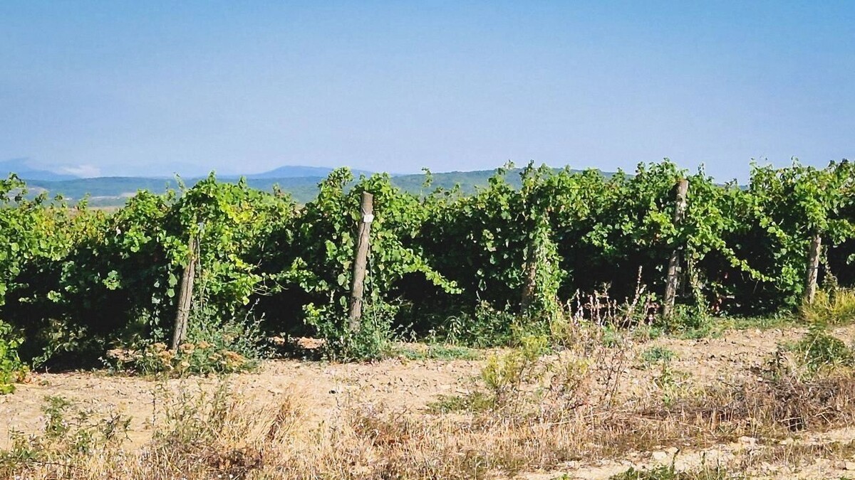     Источник: 1MI