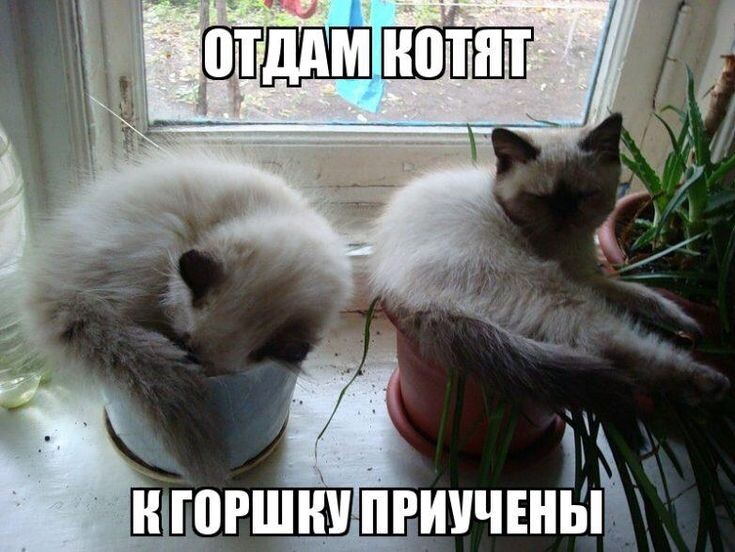 Яндекс картинки 