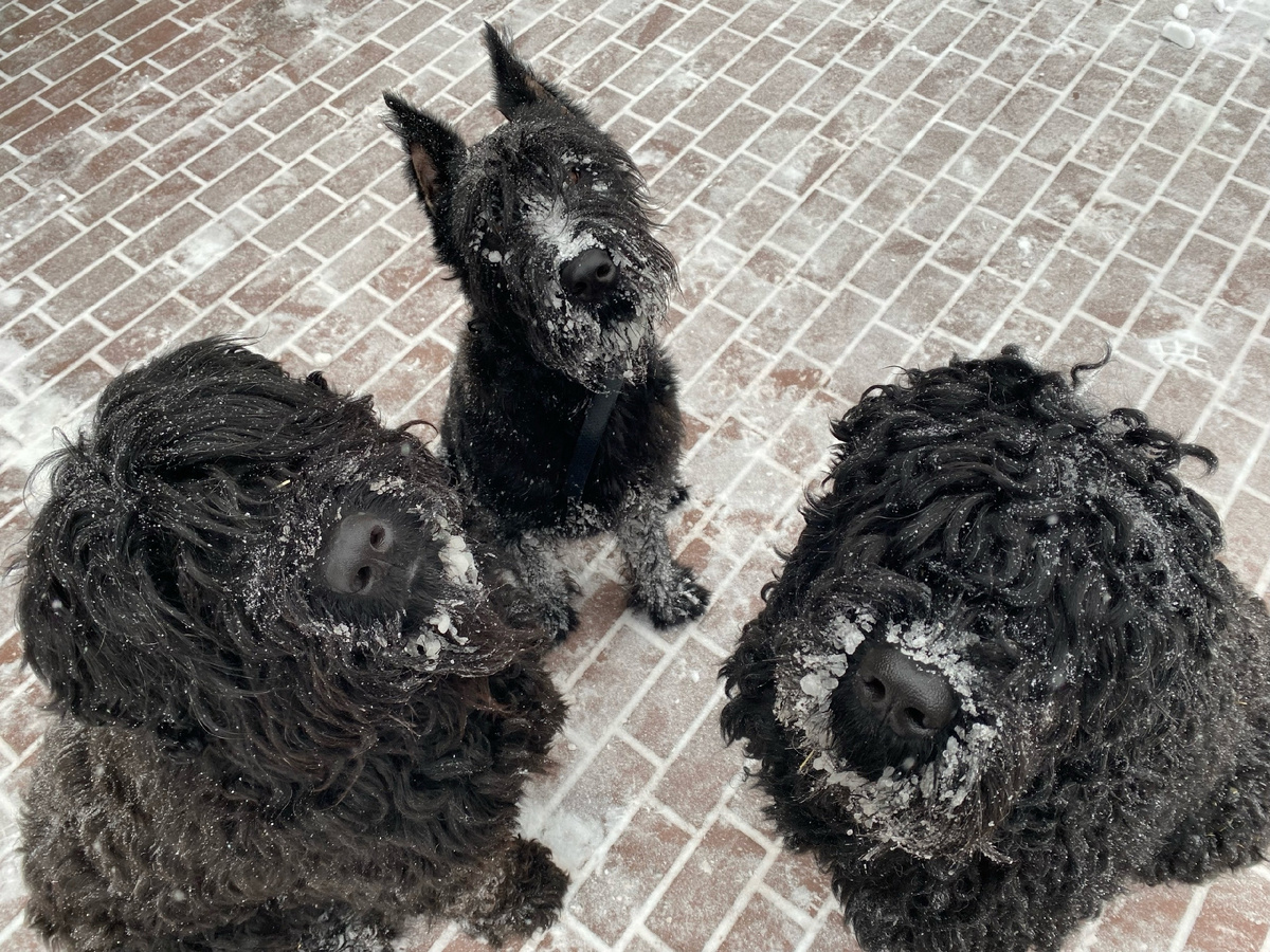 Вся троица моих собак