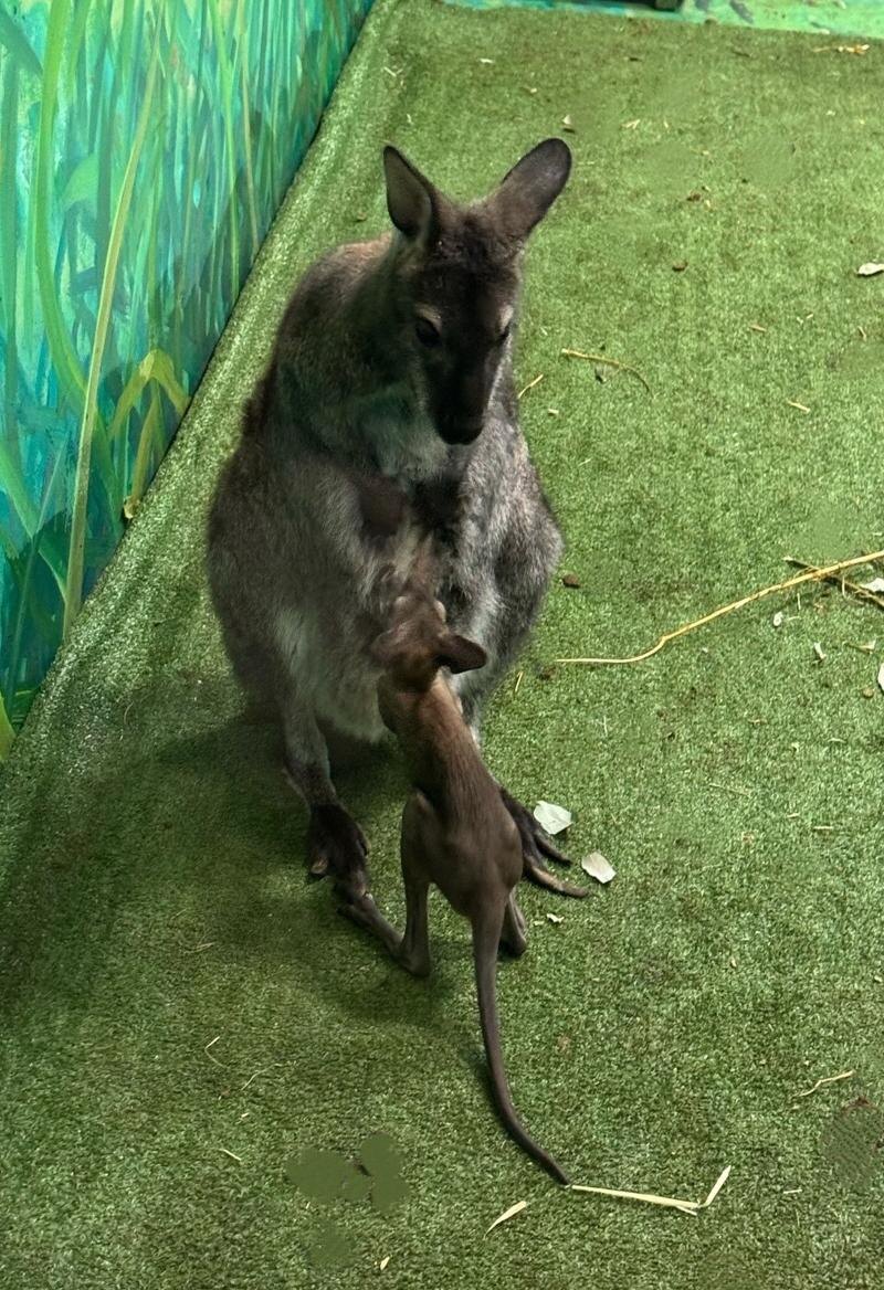    Зоопарк Екатеринбурга