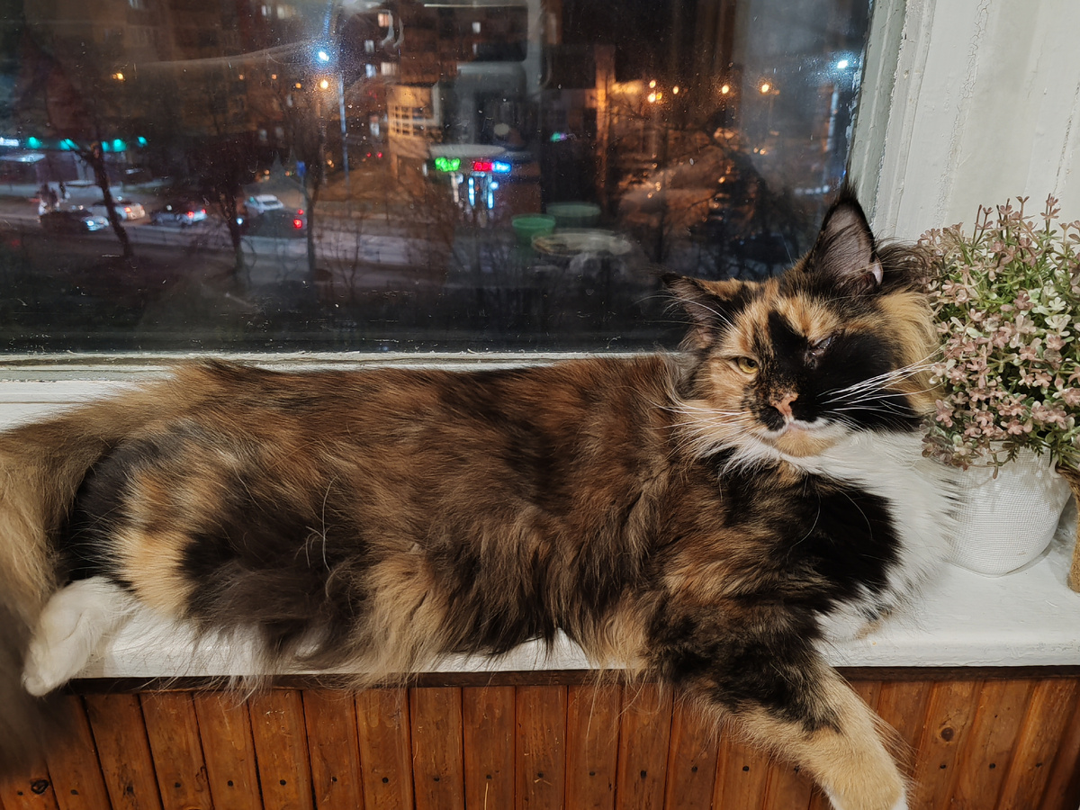 Голову на цветок положила. А другая пушистая дамочка сидит в чемодане