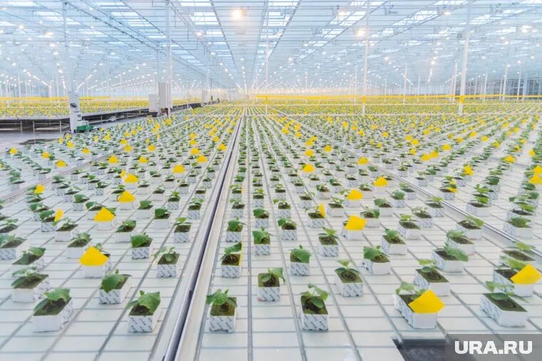 Площадь комбината равна площади 34 футбольных полей (архивное фото). Фото: Илья Московец © URA.RU