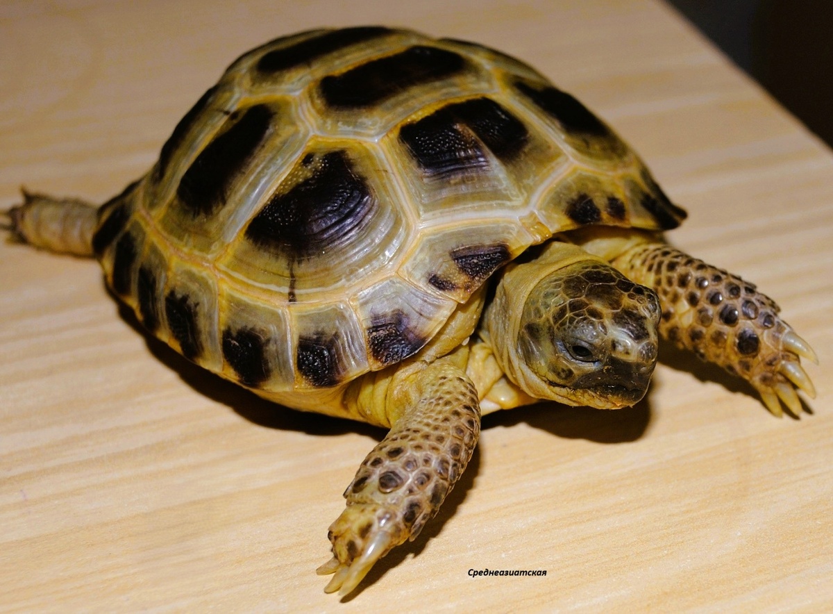 Среднеазиатская