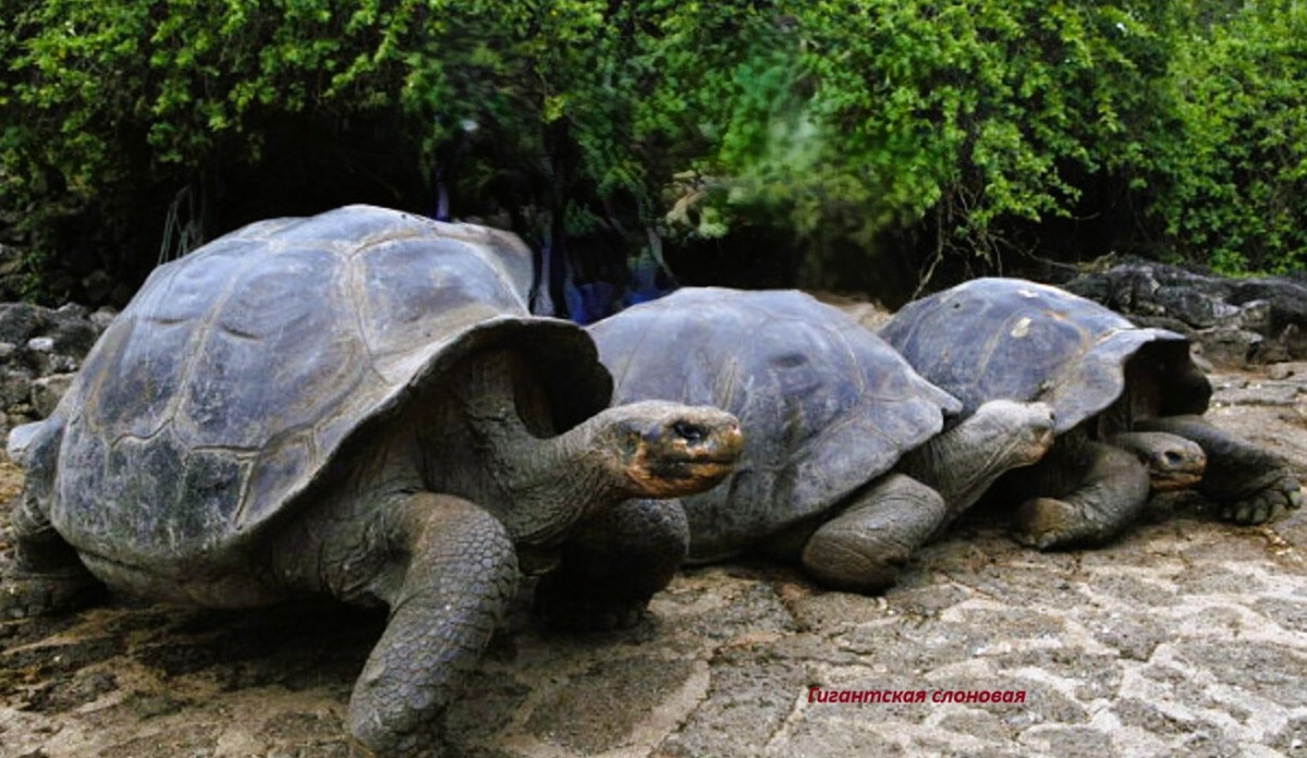 Гигантская слоновая