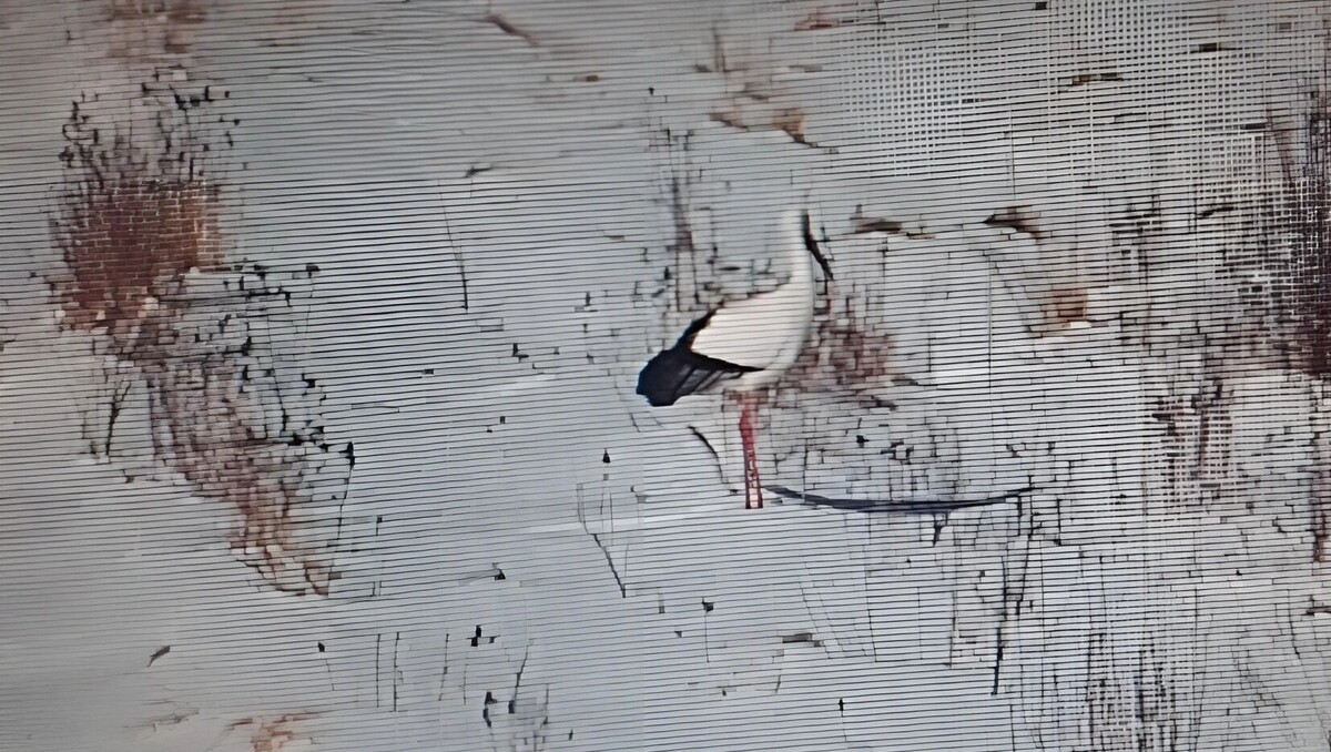     Источник: Пресс-служба ФГБУ «Заповедное Приамурье»