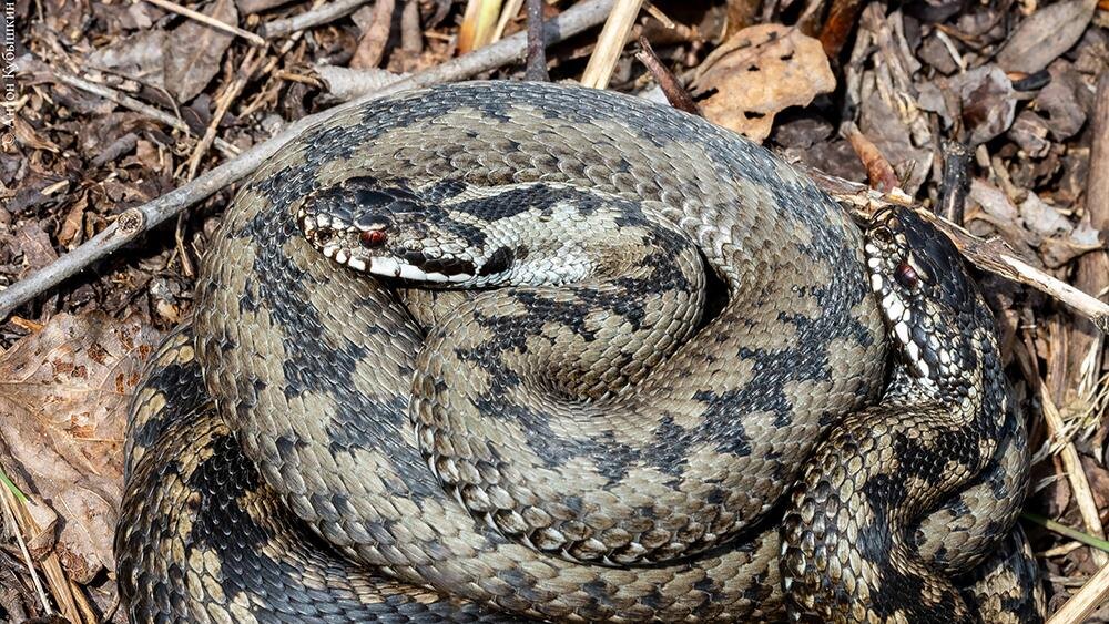    Фото: Антон Кубышкин/vk.com/grib_spb