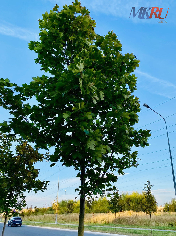     Фото: "МК в Калуге"