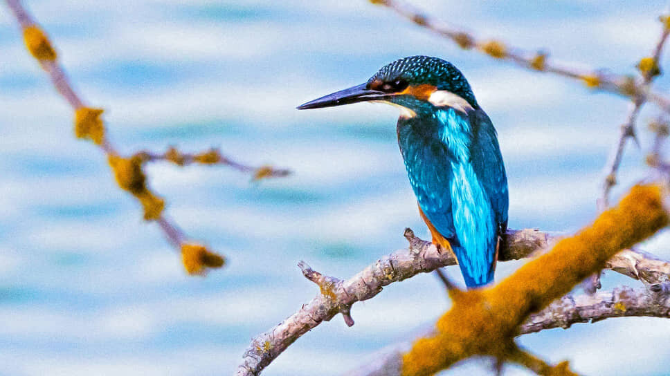 Зимородок обыкновенный — одна из самых ярких птиц центральной России.📷Фото: Константин Франовский / Коммерсантъ