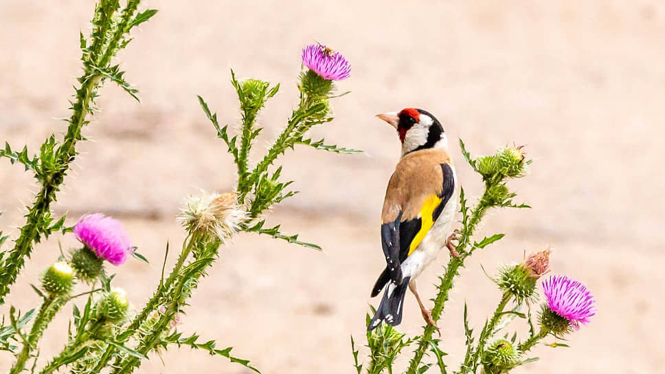 Щегол обыкновенный (черноголовый) — певчая птица семейства вьюрковых. Любит питаться семенами репейника и чертополоха.📷Фото: Константин Франовский / Коммерсантъ
