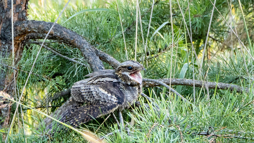 Самка козодоя, потревоженная у гнезда в сосняке.📷Фото: Константин Франовский / Коммерсантъ