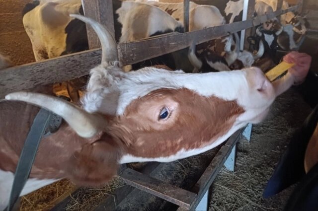    Фото: spb.aif.ru/ Татьяна Швецова