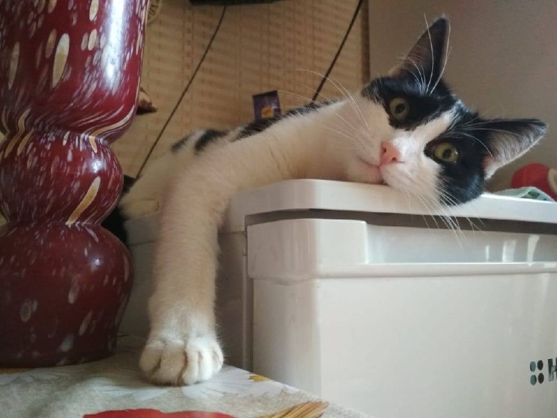 Это кот Феликс, сейчас ему 7 лет, и у него не хватает 7 зубов. Они были удалены, когда ему было меньше года по причине ювенильного гингивита (возник в период смены зубов), переросшего в гингивостоматит и приведшего к пародонтиту и резорбции (разрушению) некоторых зубов. Феликсу повезло, и после удаления 7 зубов-триггеров гингивостоматит ликвидировался. Но так бывает не у всех.