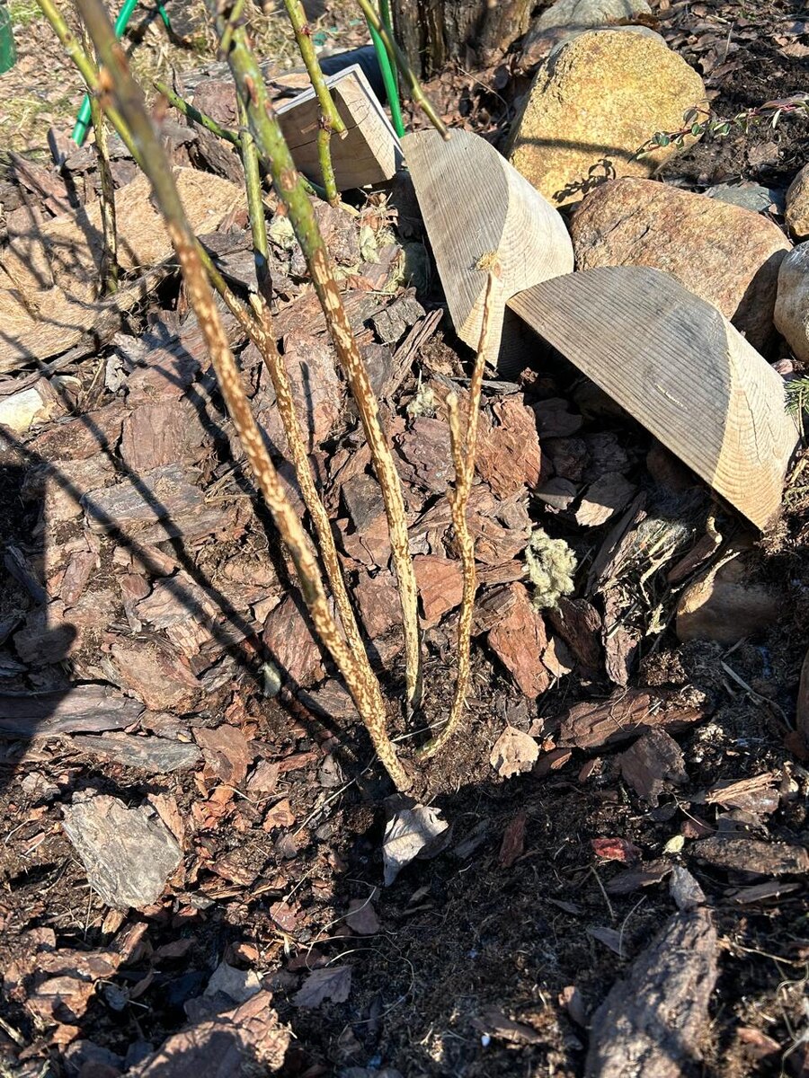 Мыши "похозяйничали" на участке у наших друзей. Пострадали не только розы, но и кизильник