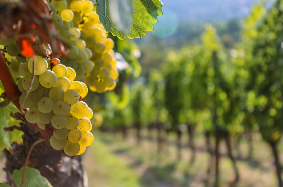 Виноградники Германии (источник - www.decanter.com)